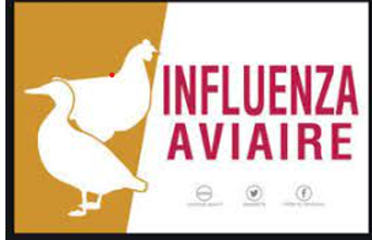 Influenza aviaire – Obligation des détenteurs